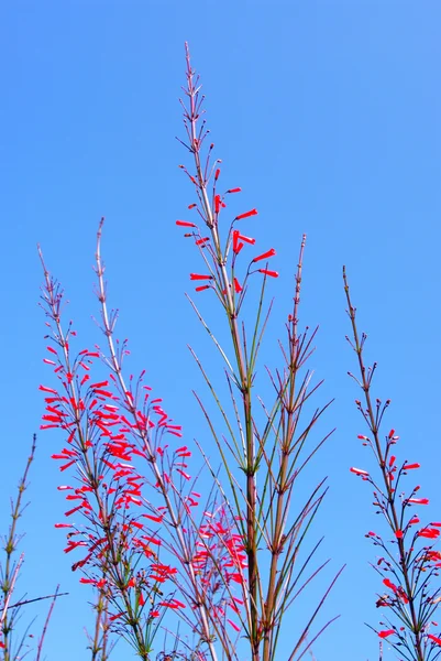 Flor vermelha com céu azul — Fotografia de Stock