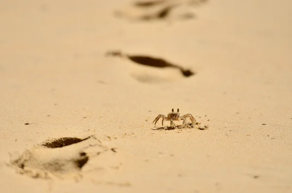 Μικρό καβούρι με άμμο φόντο — Φωτογραφία Αρχείου