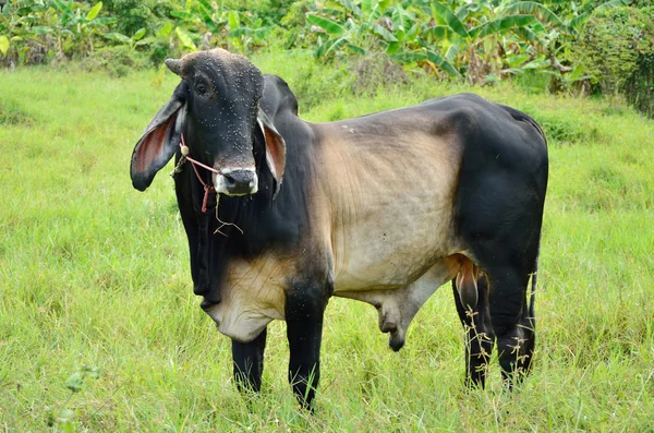 Tarladaki inek — Stok fotoğraf