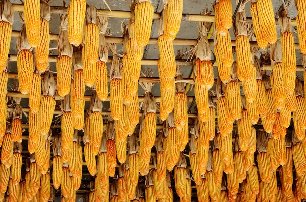 Colgar maíz en el techo — Foto de Stock