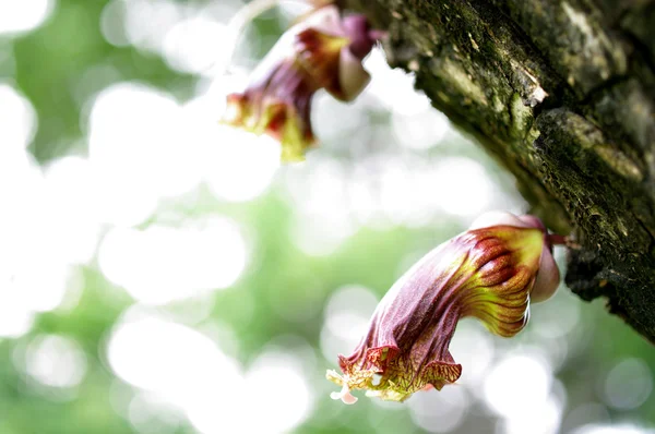 Mexikanska kalebass blomma, crescentia alata hbk, bloom vilda djur — Stockfoto
