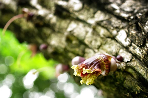 Mexican Calabash flower, Crescentia alata HBK, Bloom wild flora — Stock Photo, Image