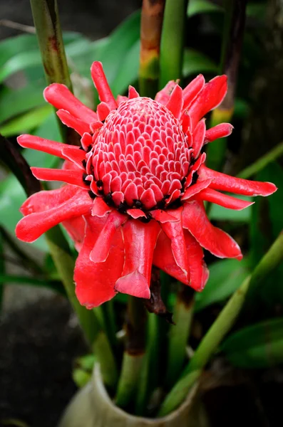 Etlingera elatior, tocha Lily flor no jardim — Fotografia de Stock