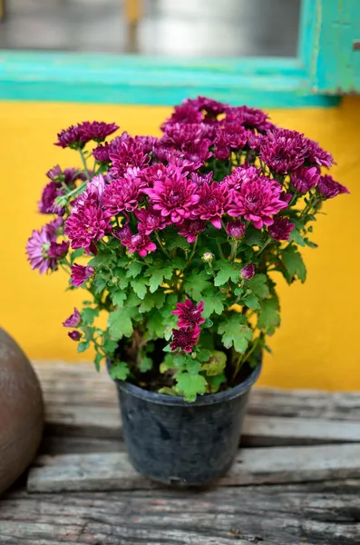 Bel fiore viola — Foto Stock