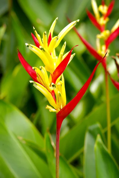 Blüte: Papagei heliconia — Stockfoto