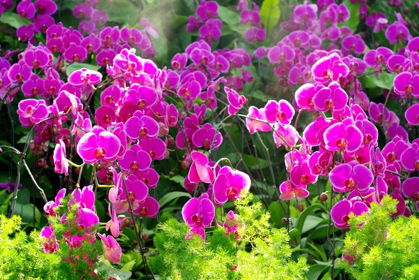 Fin lila orkidé med solljus — Stockfoto