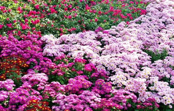 Bonito jardín de decoración de flores — Foto de Stock