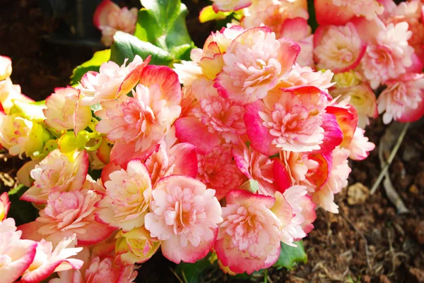 Nice pink flower in garden — Stock Photo, Image