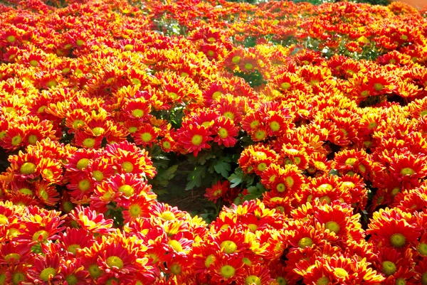 オレンジ菊の花庭園 — ストック写真