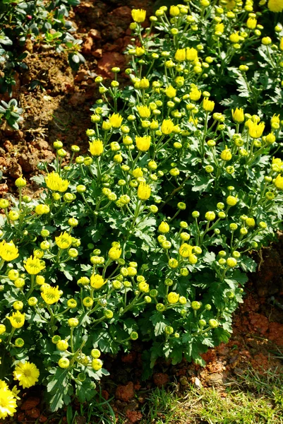 Bel fiore giallo fioritura — Foto Stock