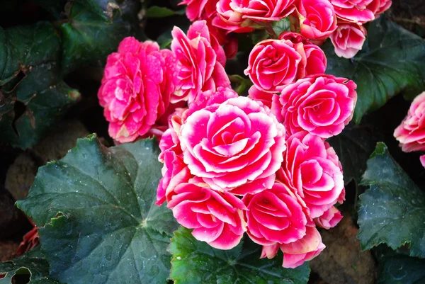 素敵なピンクの花の庭 — ストック写真