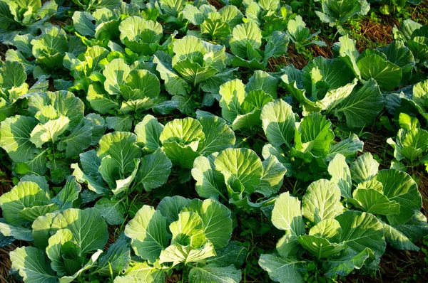 Färska grönsaker på marken — Stockfoto