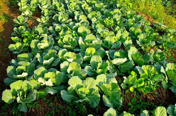 Fresh vegetable on ground — Stockfoto