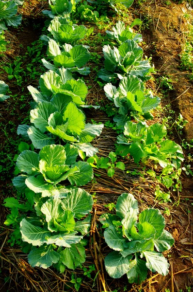Färska grönsaker på marken — Stockfoto