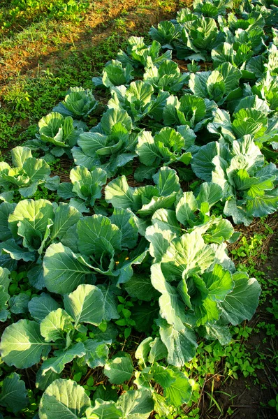 Fresh vegetable on ground — Stockfoto