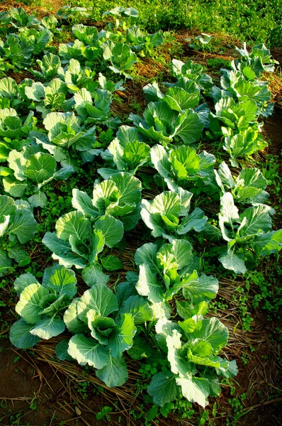 Fresh vegetable on ground — Stockfoto