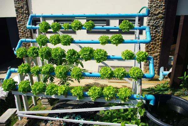 Hydroponic sebze (yeşil meşe)
