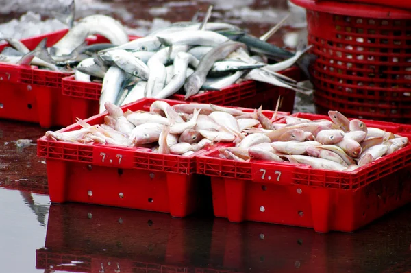 Peixe-marinho em cesta vermelha à espera de peso — Fotografia de Stock