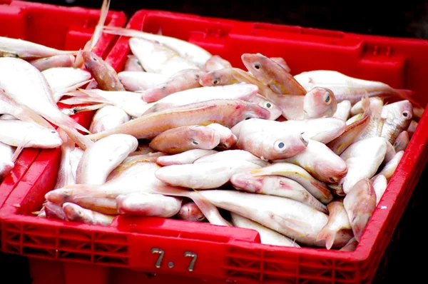 Sea fish in red basket waiting for weight — Stok fotoğraf