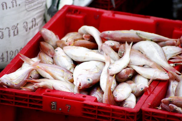 Mořské ryby v červených koše čekání na váhu — Stock fotografie