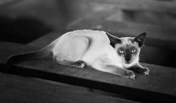 샴 고양이, 태국 고양이이 전통적인 흑인과 백인 — 스톡 사진