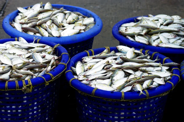 Makrela ryby w koszyku czeka na wagę w sriracha, Tajlandia — Zdjęcie stockowe