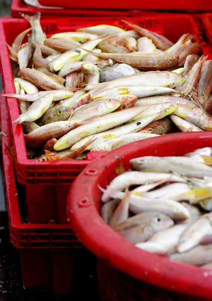 Mořské ryby v červené koše, rybolovu koncepce — Stock fotografie