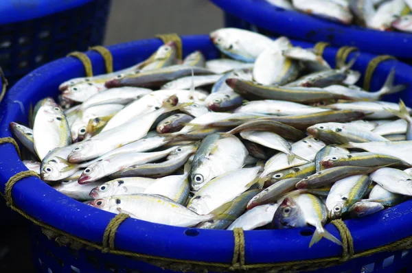 Peixes de sarda na cesta à espera de peso em Sriracha, Tailândia — Fotografia de Stock