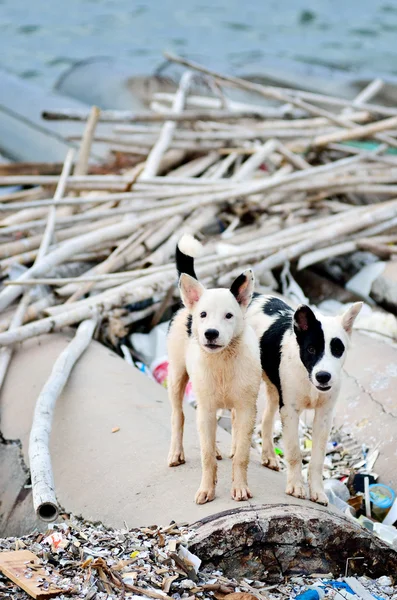 Lindo perro callejero en el mar — Foto de Stock