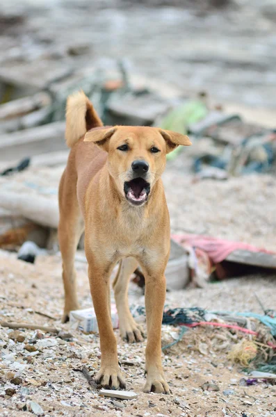 Barking dog — Stock Photo, Image