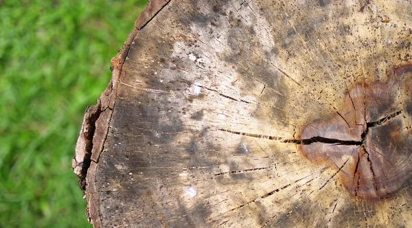Текстура поверхности древесины — стоковое фото