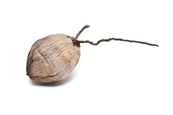 Сухой кокос изолирован — стоковое фото