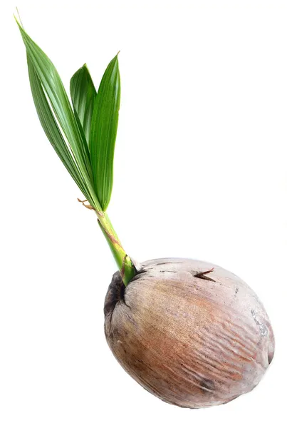 Jovem planta de coqueiro isolado — Fotografia de Stock