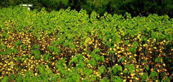 Αγρόκτημα nipplefruit — Φωτογραφία Αρχείου