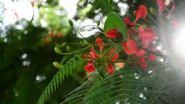 güneş patlaması ile Flam ağacı