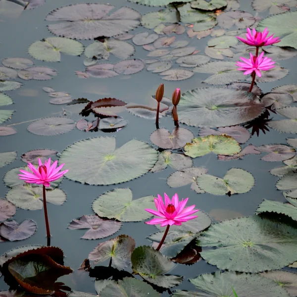 Pembe lotus çiçeği su — Stok fotoğraf
