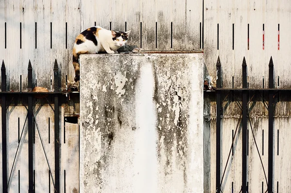 Ströva katt med grungy vägg — Stockfoto