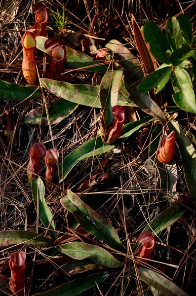 Grup nepenthes bitki — Stok fotoğraf