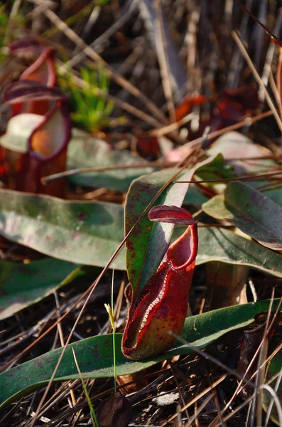 Plante de Nepenthes — Photo