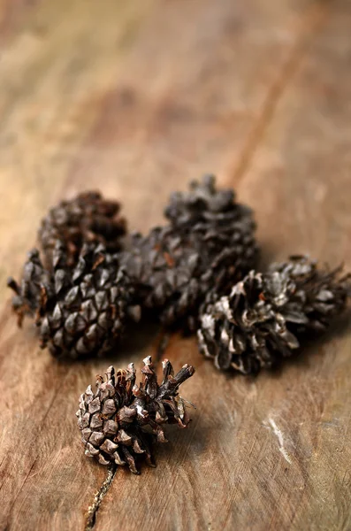 Conifer cone — Stock Photo, Image