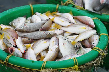 Sepet içinde balık