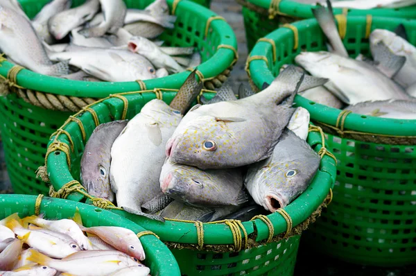 Peixes de sarda no cesto — Fotografia de Stock