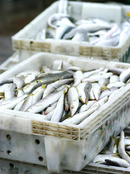 Ryby v košíku — Stock fotografie