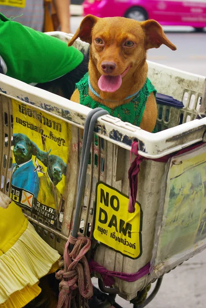 Perro con cartel de campaña en contra de la construcción de una presa en el Parque Nacional Mae Wong — Foto de Stock