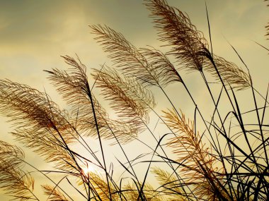 Breeze swaying the grass