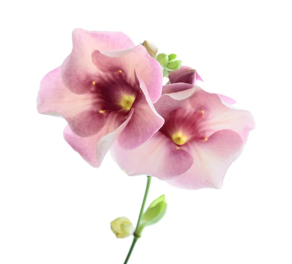 Mooie tropische bloem geïsoleerd — Stockfoto