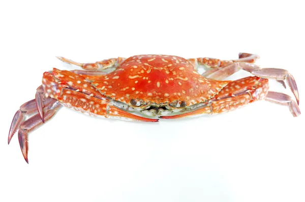 Boiled crab isolated on white background — Stock Photo, Image