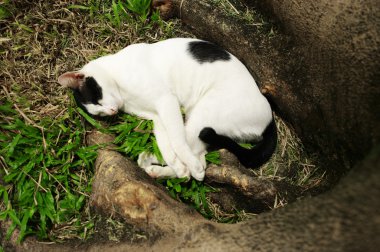 Bahçe içinde uykulu kedi
