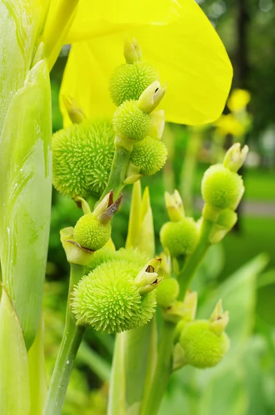 Bloem detail — Stockfoto