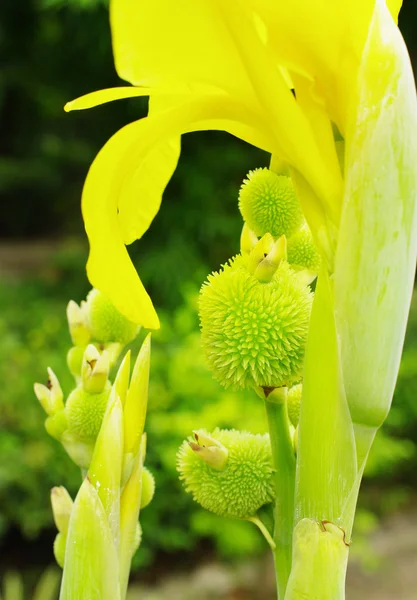 Detalhe da flor — Fotografia de Stock